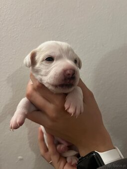 Duński szwedzki pies hodowlany - 5