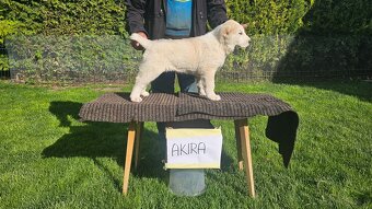 Owczarek środkowoazjatycki – szczenięta z rodowodem - 5