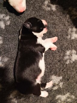 Szczenięta border collie czarno-białe i blue merle - 5