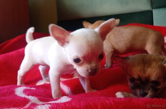 Chihuahua szczenięta - 5