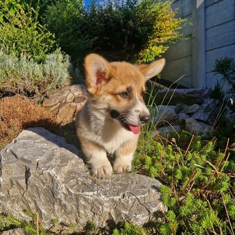 Welsh Corgi Pembroke s pp - 5