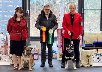 Dog Z Majorki Ca De Bou - 5