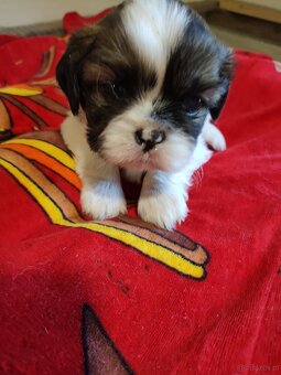 Suczki  mieszanka ( shih tzu - pekińczyk) - 5