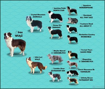 Border Collie - Rasowy pies maści ee-red, komplet dok. - 5
