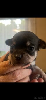 Chihuahua - 5
