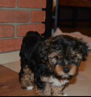 Yorkshire pieski szukają domu - 5