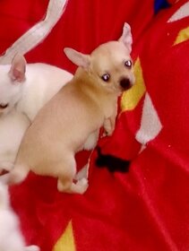 Chihuahua szczenięta - ostatni piesek - 5