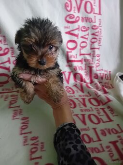 Sprzedam szczeniaki york terrier 2 pieski i 2 suczki - 5