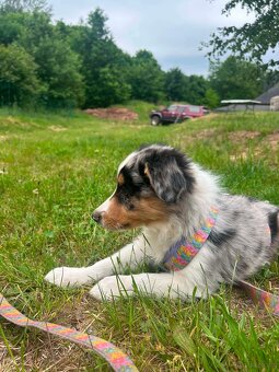 Border collie - 5