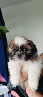 Shih tzu - 5