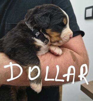 Berneński pies pasterski - 5