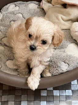 Maltipoo F1 cudne maluszki - 5