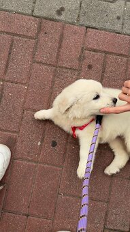 Sprzedam Szczeniaka Golden Retriver - 5