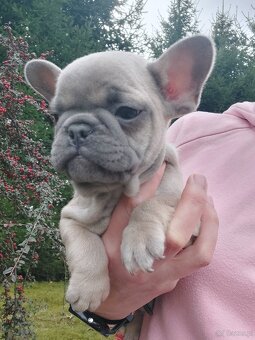 Buldog francuski suczka i piesek - 5