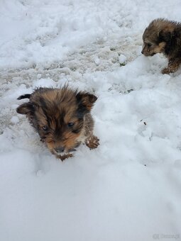 Oddam pieski w dobre ręce - 5