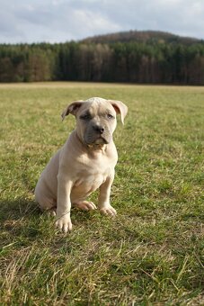 American Bully Standard - 5