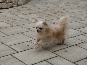 CHIHUAHUA – pies z rodowodem FCI - 5