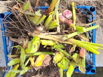 Kanny czerwone świeżo wykopane - 5