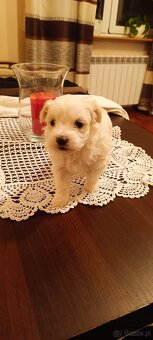 Szczeniaki maltańczyk - 5