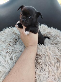 Piękny piesek chihuahua - 5