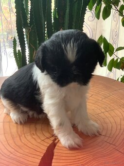 Piękne szczeniaki Shih Tzu o maści Bicolor - 5