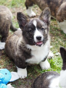 Welsh corgi cardigan szczenięta - 5