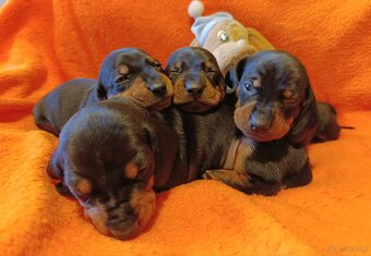 Szczeniaki jamnik standard krótkowłosy czarny podpalany - 5