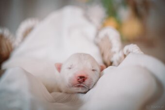 Samojed z FCI/PP – urodzone szczenięta z wyjątkowego skojarz - 5