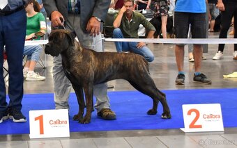Cane Corso Suka z rodowodem FCI - 5
