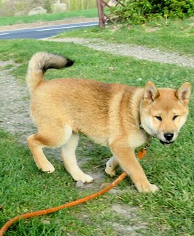 Shiba Inu - najstarszy w mioce, pięciomiesięczny piesek - 5