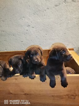 Prodám čistokrevné labradory - 5