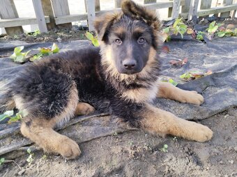 Owczarek niemiecki długowłosy - 5