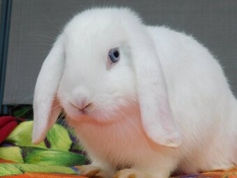 Baranki mini lop - 5