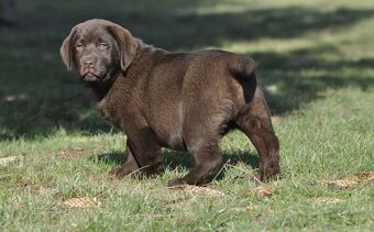 Labrador Retriever szczenie z rod ZKwP, FCI Badania Genetycz - 5