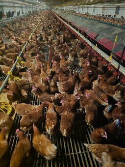 KURY NIOSKI 605834710 - 5