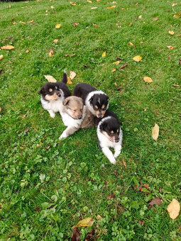 Owczarek szkocki długowłosy FCI Collie Rough - 5