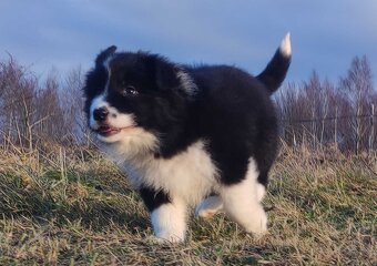 PIĘKNA Suczka BORDER COLLIE z Hodowli - Rasowa z pełną dok. - 5