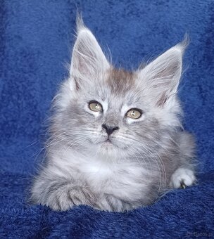 Maine Coon kocurek rodowód fpl - 5
