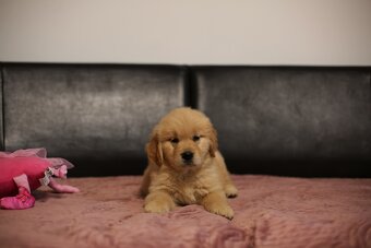 GOLDEN RETRIEVER-ciemnozłote i złote , ZKwP/FCI - 5
