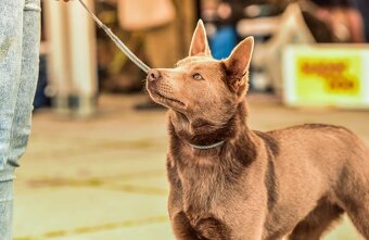 Australian kelpie - 5