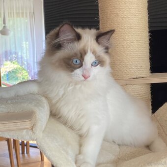 Kot kocurek Ragdoll - 5
