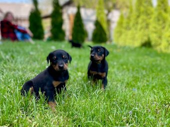 Szczeniaki dobermana - 5