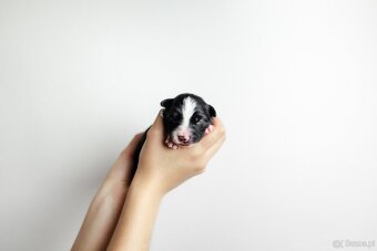 Border collie z rodowodem - 5