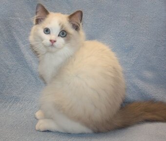 RAGDOLL koťátka: - 5