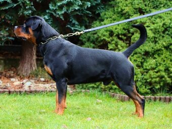 Rottweiler FCI ZKwP Białystok szczenięta szczeniak - 5