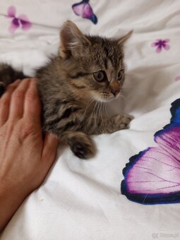 2 kocurki do adopcji - 5