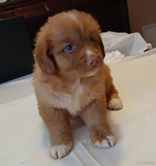 Nova Scotia Duck Tolling Retriever - szczeniaki - 5