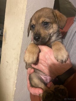 szczeniaki 8 tygodni - mama Beagle - 5