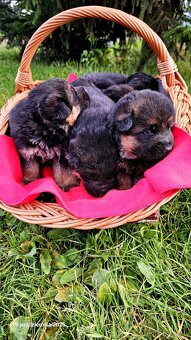 Szczenięta owczarek niemiecki - 5