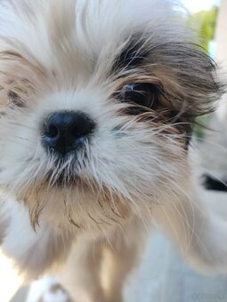 Suczka mieszaniec pekinczyk -shih tzu - 5